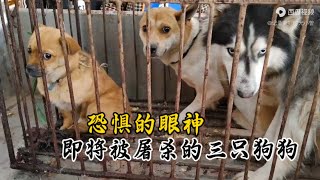 当狗狗被送到狗肉车的那一刻起，其实狗狗知道它的生命即将被屠杀！万物皆有灵！