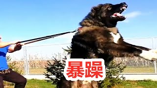 藏獒在它面前是弟弟，五个壮汉拉不住，俄罗斯顶级猛犬高加索