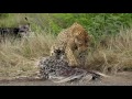 the leopard attack the porcupine！实拍花豹猎杀豪猪满嘴都是刺弄得两败俱伤