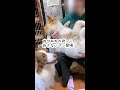 飼い主が他の犬を抱っこしたら本気で嫉妬してしまったボーダーコリー shorts