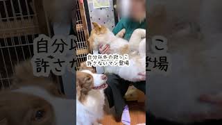 飼い主が他の犬を抱っこしたら本気で嫉妬してしまったボーダーコリー #shorts