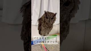 鳴き声