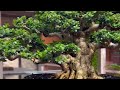 Proses Pembuatan Bonsai Sancang Dari Kerangka Sampai Jadi || Mr. Eka Mahendra