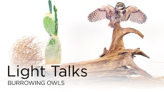 Light Talks: Burrowing Owls