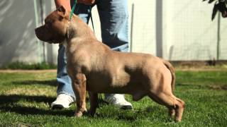 8 Things All Pit Bull Breeders Need to Know