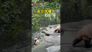 渝可有点懵，这还是我温柔的二顺妈妈吗? #panda #大熊貓