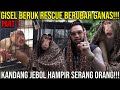 GISEL BERUK RESCUE BERUBAH GANAS!!! KANDANG JEBOL HAMPIR SERANG ORANG!!! PART 1 #KINGOFTHEJUNGLE