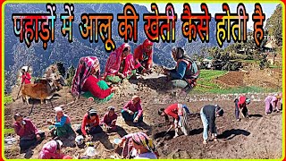 Potato farming in Hills|| पहाड़ों में आलू की खेती कैसे होती है || potato farming in uttrakhand ||