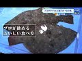 味も値段も今が旬「ヒラメ」　プロが勧める旬の魚　しゃぶしゃぶも美味しい！