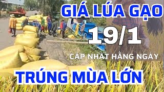 Giá lúa gạo hôm nay 19/1/2025 -Ồ ẠT TRỒNG GIỐNG MỚI GIÁ CAO Giá lúa tươi |GIÁ LÚA GẠO NGÀY NAY