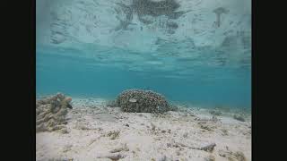 Seabed 2