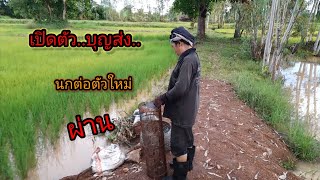 ต่อนกเขาใหญ่ by.พรานต้น#เปิดต้ว บุญส่ง...นกต่อตัวใหม่ ให้ผ่านครับ