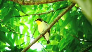 野鳥：キビタキの囀り／Wild Birds: Narcissus Flycatcher, Warbling