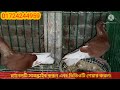 সবচেয়ে কমদামে ককা কবুতর কিনুন নাটোর থেকে koka pigeon price in bangladesh pets and pets 360