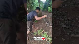 कोकणातील वळगण🐟#kokan #agrikoli#fishing#आपलं_कोकण #shiotsfeed#shorts#viral #viralvideo#viralshorts