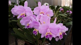 Orquídeas Falcade - Floração das Cattleyas Lueddemannianias 2020