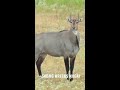 50 bmg bullet hits antelope like a truck