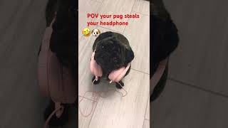 POV you have a pug that steals your headphones 🎧#pug #meme #funny 🤣🐶🫶🏻🫶🏽