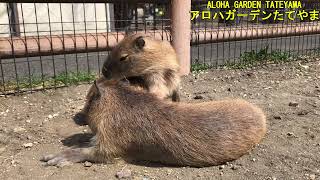 寝起きの仔カピさん_アロハガーデンたてやま(ALOHA GARDEN TATEYAMA)