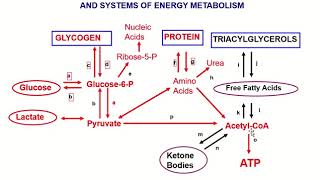 BLOK 7 - PRINSIP PEMBENTUKAN ENERGI METABOLISME - dr. Liniyanti D. Oswari, MNS., M.Sc