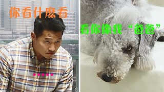 貝靈頓梗咬傷小主人，訓犬師展開人狗心裡博弈戰，最後解析狗狗的內心真實想法，世界上沒有壞狗狗！