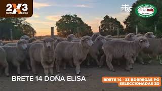 Brete 14 - 33 Borregas PO Seleccionadas 2D - Doña Elisa