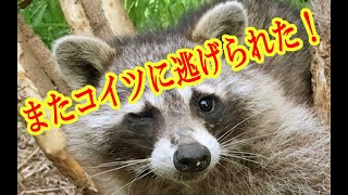 2021.6.21  害獣駆除　アライグマに逃げられた