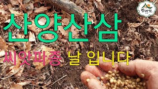 산양산삼 씨앗 파종 날  입니다