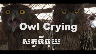 Owl Crying  សត្វទីទុយយំ