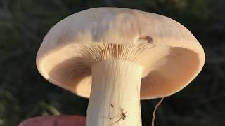 CALOCYBE GAMBOSA, MAYO 2019