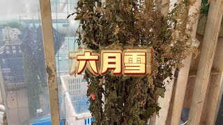 夏天一大早六点起床来逛露天菜市场发现六月雪本地黄瓜纯绿色蔬菜