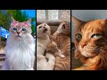 Funny and cute CATS 🐱Videos🔶 Сompilation # 37🔶