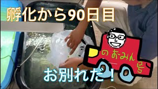 《金魚》孵化から90日経ちました〜！遂に移動をしました！