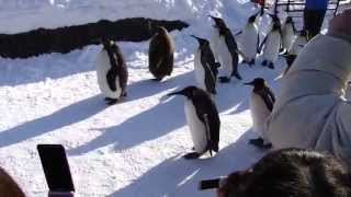 Penguin Walking in Zoo Cute!! ペンギンお散歩　超かわいい！！　in　旭山動物園