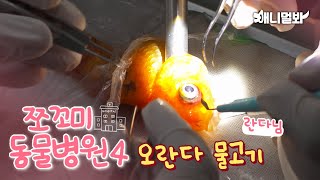 [쪼동4] 내원 환자 : 오란다 물고기 란다님ㅣ[Animal Hospital for Tiny Animals Season 4] Oranda Randa