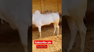 puju dalampur top nogori bail ox race nagori bail #viral #trending