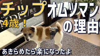 チップはなぜオムツマンなのか？あきらめたら楽になった/犬のトイレ＆おすすめマナーベルトの紹介・ジャックラッセルテリア・チップ・4歳