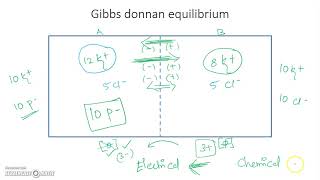 Gibbs Donnan equilibrium and membrane potential