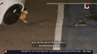 מכת העכברים בבני ברק