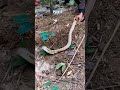 Habib Bhai dug a hole in the ground and rescued the snake! Part-5 #snake #snakeresque #coconuttree