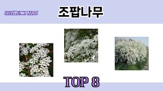 궁금했던 그 상품! 조팝나무 추천 TOP 8