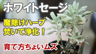 ホワイトセージの育て方　意外と育てにくいです！土づくりと夏越しがカギ！