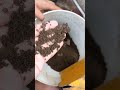 Buat tepung dari maggot kering tuk campuran pelet