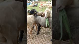 ママがヤギに餌あげてるだけの動画♯やぎ🐐