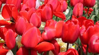 Red tulips