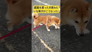 【奇跡の瞬間】ゆっくり道路を確認して渡る柴犬が天使すぎた！