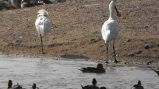 米子水鳥公園ヘラサギ.MOV