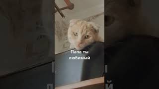 если классно получилось ставьте лайки и Подписывайтесь#cat #подпишись #тренд .