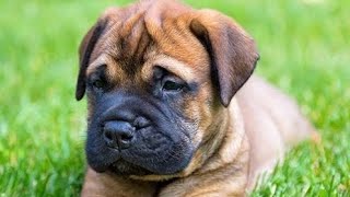 Beautiful Bull Mastiff Dog Best Clips 🐕🐕 #shorts #bullmastiff