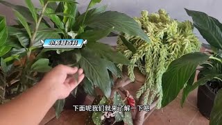 原来小苏打也能养花，学会了，再也不愁家里的花养不好